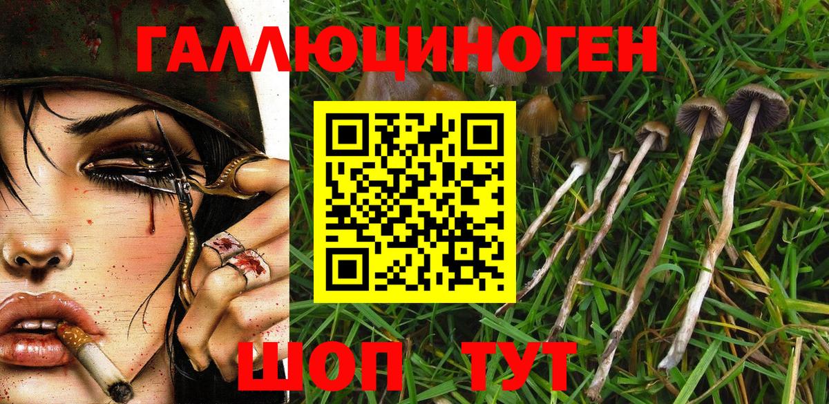 Псилоцибиновые грибы Cubensis Сланцы